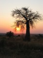/album/fotogaleria/tanzania-baobab-sunset-jpg/